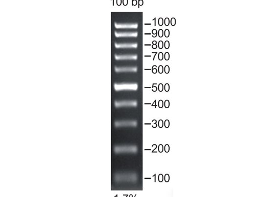 100 bp dna marker