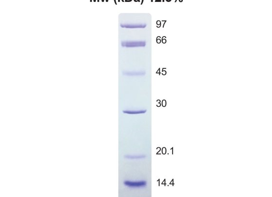 low molecular weight protein marker