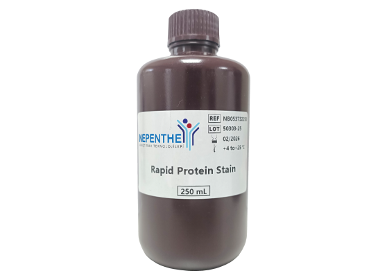 rapid protein stain